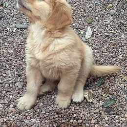 Golden Retriever, Goldendoodle, Labradoodle, and Aussiedoodle Puppies from Colorado Doodlebugs