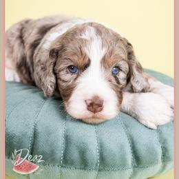 Russet - Chocolate merle male Bernedoodle puppy in Connersville, Indiana from Deaz Doodle Ranch