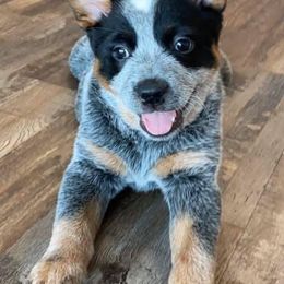 Australian Cattle Dogs from Sooner or Later ACDs