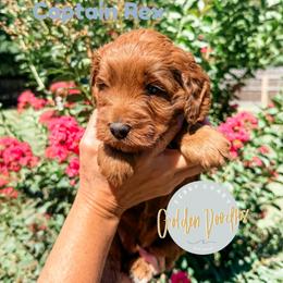 Captain Rex - Red  male Goldendoodle puppy in Jacksonville, Florida from First Coast Goldendoodles