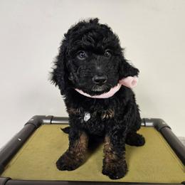 RyanAir FREE DELIVERY TO PARTS OF SOUTH CAROLINA, GEORGIA, AND FLORIDA. - Phantom female Bernedoodle puppy in Flat Rock, North Carolina from Sukisdoodles