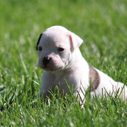 Female 2- Cairon - White and brindle female American Bulldog puppy in Xenia, Ohio from Bingham's Bulldogs LLC