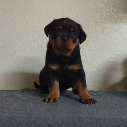 Rottweiler Puppies from Galaxia Rottweilers