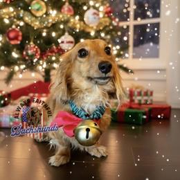 Monte - Dachshund