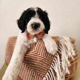 Cherry - Black and white male Sheepadoodle puppy in Tooele, Utah from Salt & Snow Pups