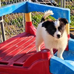 Invicta (green girl) - female Sporty Mix puppy in Algona, Iowa from Ebonheart Kennel