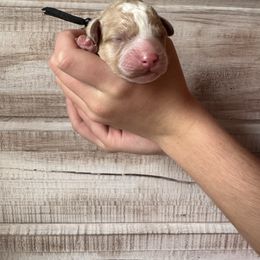 Black collar - Apricot male Goldendoodle puppy in Nashville Area, Tennessee from My Girls with Curls-Mini Doodles of TN