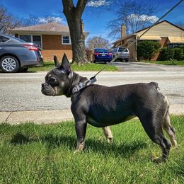 Claire - French Bulldog