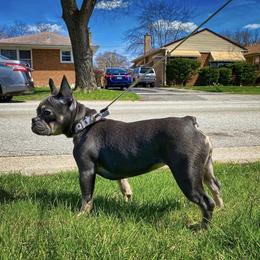 Claire - French Bulldog