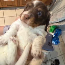 AKC PUA - Piebald female Dachshund puppy in Erie, Michigan from Champagne’s Grinch Toe’d Dachshunds