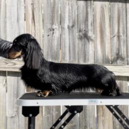 Dachshund All Grown Up from PriMar Miniature Longhaired Dachshunds