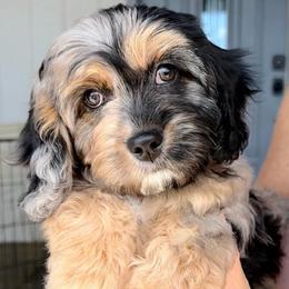 Grayson - Merle male Cavapoo puppy in Tucson, Arizona from Adored Poodle & Doodles