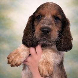 Quest - Tri-Roan male English Springer Spaniel puppy in Florida from Thunderbird Springers