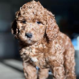 Lady - Red  female Goldendoodle puppy in Yuciapa, California from AlltheDoodlez_