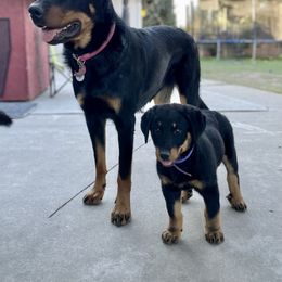 Beauceron Puppies from Trésor de Beauté Beaucerons