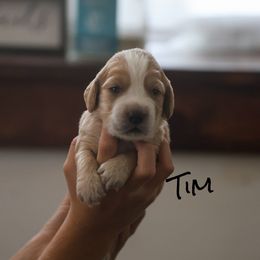Tim - Pending Sale - Golden male English Cocker Spaniel puppy in New Mexico from HighBrassGunDogs