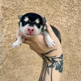 Mini - Black and white female Pomsky puppy in La Verne, California from Red Cedar Pomskies