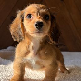 Eleanor - Red female Dachshund puppy in Pflugerville, Texas from Dream A Dream Dachshunds