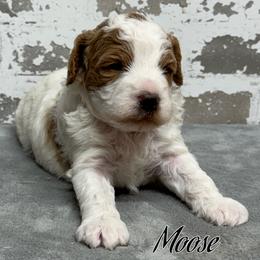Moose - Parti male Goldendoodle puppy in Nortonville, Kentucky from Deb’s KY Doodles