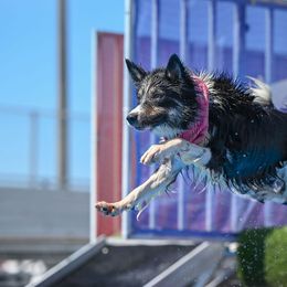 Border Collie Puppies from Cathedral Border Collies