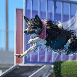 Border Collie Puppies from Cathedral Border Collies