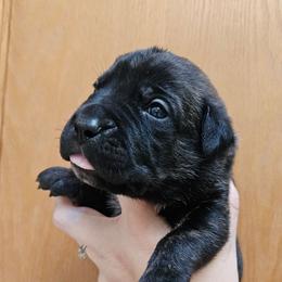 Brown Collar Female - Chestnut brindle female Cane Corso puppy in Lewistown, Montana from Corsi Amore Kennels
