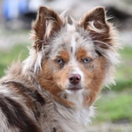 Toy Australian Shepherds from Buffalo Tree Farms