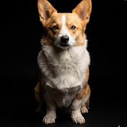 Maple - Pembroke Welsh Corgi
