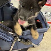 Puppy 3 - Black & tan male Shikoku puppy in Tribbey, Oklahoma from Osaka Ninken Shikoku