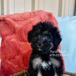 Jesse - Black tri-color female Aussiedoodle puppy in Sulphur Bluff, Texas from V6 Ranch Dogs