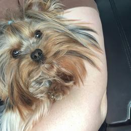 Dash - Yorkshire Terrier