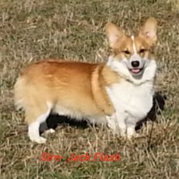 Jack - Pembroke Welsh Corgi