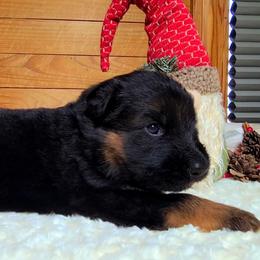Black Collar - Male - Black and red male German Shepherd puppy in Charlotte, North Carolina from Zuflucht K9s