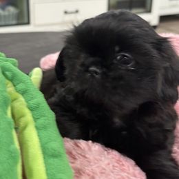 Cavapoo and Shihpoo Puppies from Haus of Doodles