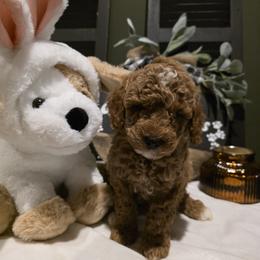 Bernedoodle, Goldendoodle, and Poodle Puppies from 4goldendoodles