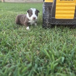 Dotty - White and red female Border Collie puppy in Centerton, Arkansas from Chappell Breeding