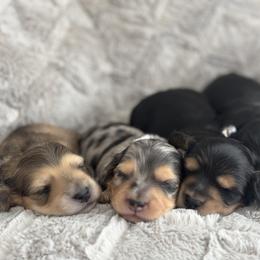 Dachshund Puppies from Dash of Love