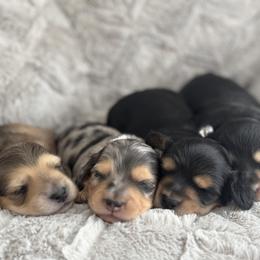 Dachshund Puppies from Dash of Love