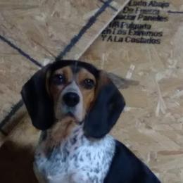 Sadie - Beagle
