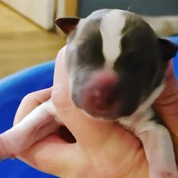 Boy 5 - Australian Cattle Dog puppy in Williamsburg, Kentucky from Redemption Heelers