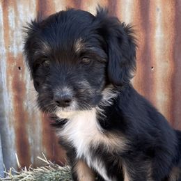 Girl 1 - Black tri-color Aussiedoodle puppy in Payson, Utah from The Hoppers Back 40