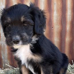 Girl 1 - Black tri-color Aussiedoodle puppy in Payson, Utah from The Hoppers Back 40