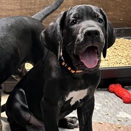 Great Dane Puppies from Sovereignty Woods Great Danes