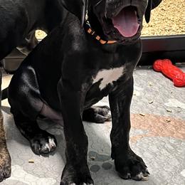 Great Dane Puppies from Sovereignty Woods Great Danes
