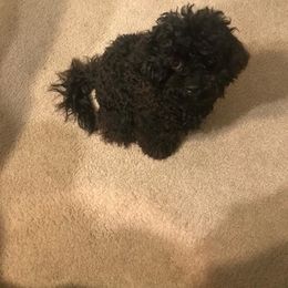 Maltipoo All Grown Up from Anzhela Ibragimova