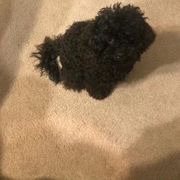 Maltipoo All Grown Up from Anzhela Ibragimova