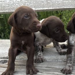 German Shorthaired Pointers from Justin Anderson