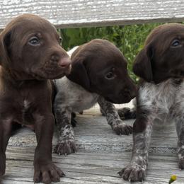 German Shorthaired Pointers from Justin Anderson