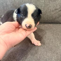 Bax - Black and white male Border Collie puppy in Taylor, Arizona from Vowell Farm Border Collies