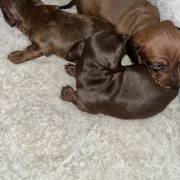 Dachshund Puppies from Do It With Love Dachshunds